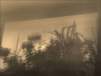 cm_071 Thick Shady Grove