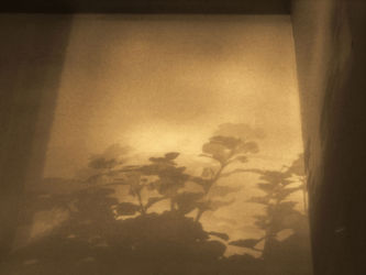 cm_152 Cvjetni sjenodnevni zidoples